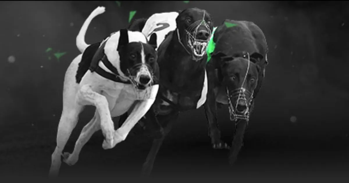 郑加恒奥尔,良羽毛球大,师赛开门红,澳客,aoke,澳客体育,澳客电脑版,澳客官方网,官方澳客网