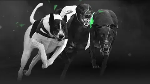 郑加恒奥尔良羽毛球大师赛开门红，骆建佑首轮出局，杨佳敏伤退。